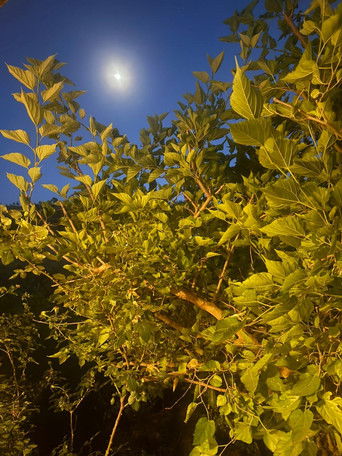 Cartell de 2024 intro - going to where the sun sets