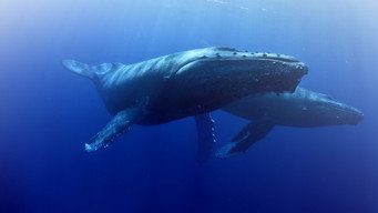 Whale Wisdom (2018)