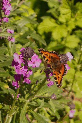 Mijn Verloren Vlinders Die Vooreeuwig Verder Vliegen (1970)