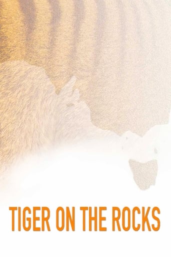 Poster of Tiger on the Rocks