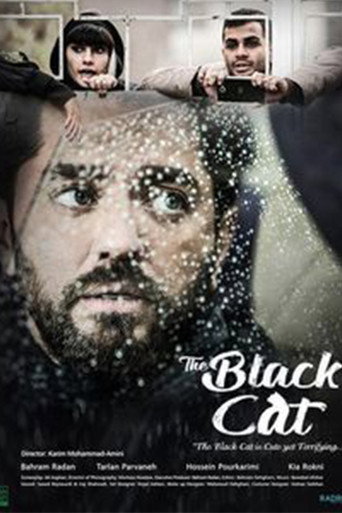 Black Cat