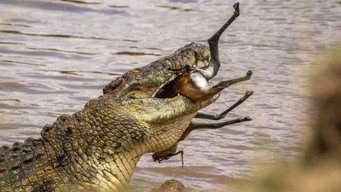 #9 Predator v Prey
