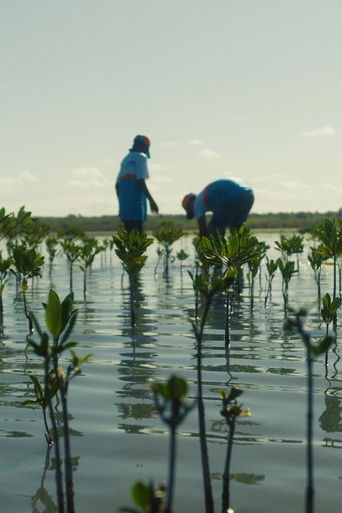 Operation Restoration: Roots