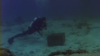 #2 Barracuda