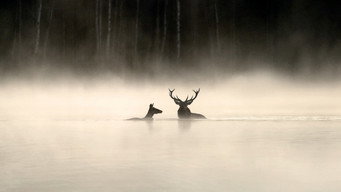 #17 Whispers in the Woods