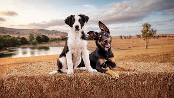 #7 Muster Dogs