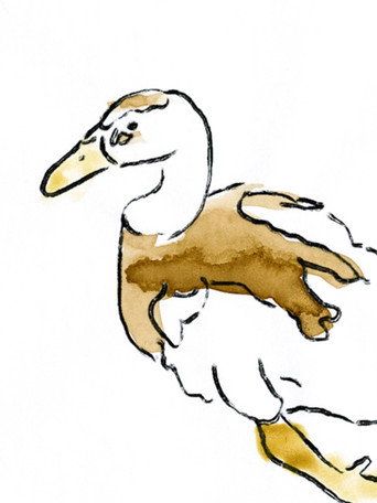 Sosuke the Duck