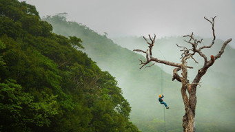 How This Dying Rainforest Is a Sign of Things to Come