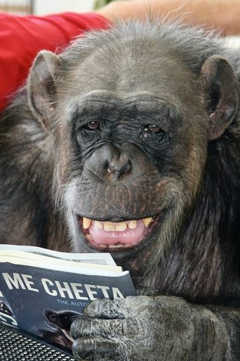 Image of Cheeta the Chimp