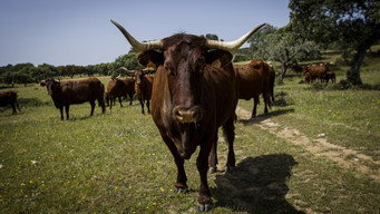 Livestock or Desert (2023)