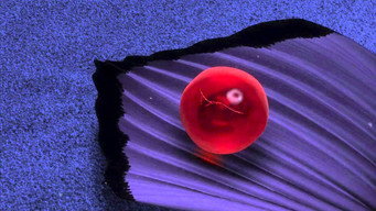 #37 У пошуках Немо