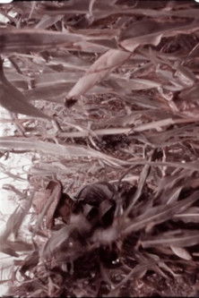 Reynoldsburg Pt. 2 (1937)