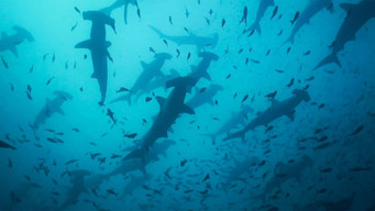 Migrations: The Big Swim (2020)