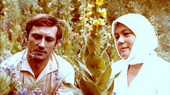 Серед літа (1975)