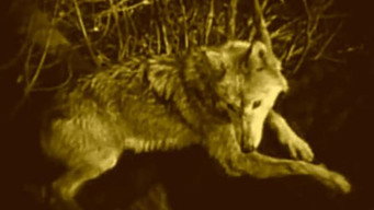Wolfblood (1925)