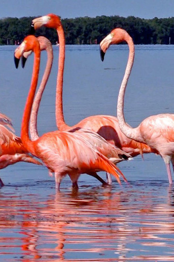 on the sixth night i started to dream in flamingo (2023)