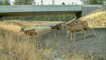 Wildlife Crossings, Behind the Scenes,  Sand Labyrinth