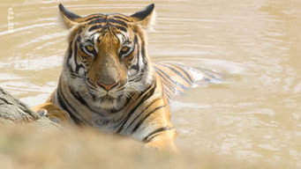#31 Destination Wild: India