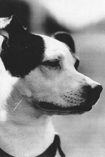 Image of Cameo the Dog