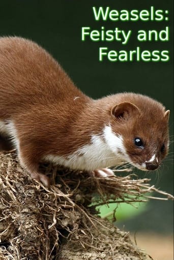 Weasels: Feisty and Fearless