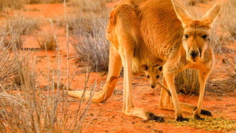 #5 Big Red: The Kangaroo King