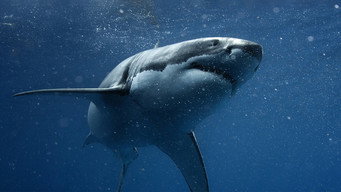 Shark vs Tuna (2018)