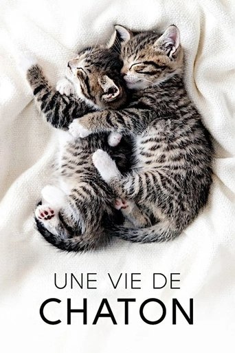 The Secret Life of Kittens: Season 1
