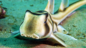 #8 Baby Sharks