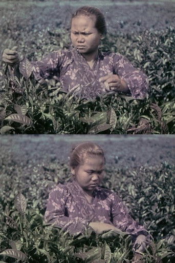 Le Th&egrave; : culture, r&eacute;colte et pr&eacute;paration industrielle (1909)