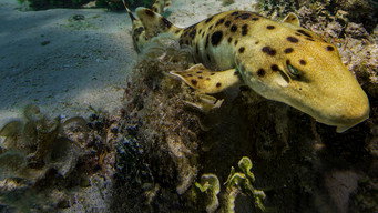 #6 Baby Sharks