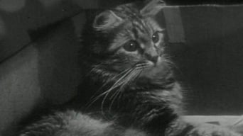 The Private Life of a Cat (1944)