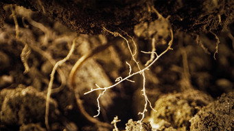 #12 Our Soil is Our Heritage