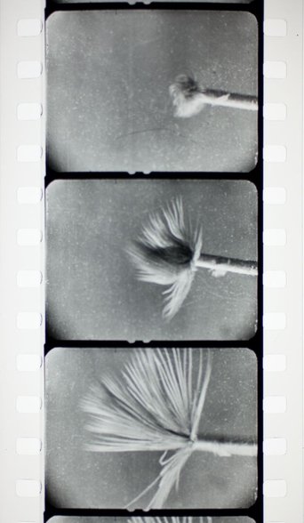 Les vers marins poster