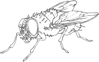 Flies Collective