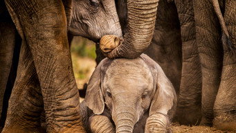 Elephants Up Close (2018)