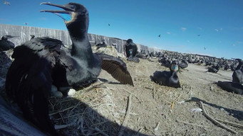 Range Restoration, Cormorant vs. Salmon, Honeybees