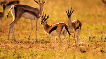 #6 Equator's Wild Secrets