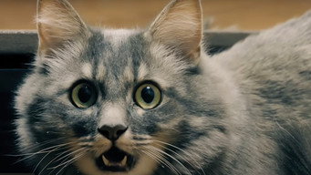 #6 Catnado