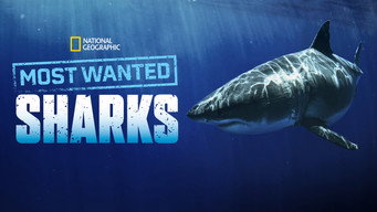 #6 Most Wanted Sharks