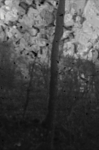 Trees on Sand poster