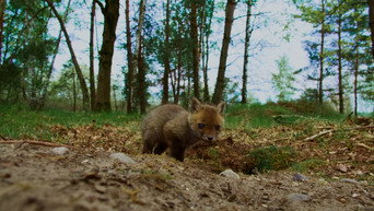 #5 Our Nature, The Movie
