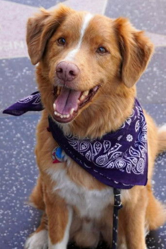 Foto de Indy the Dog