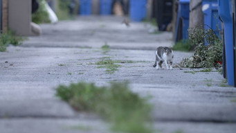 Cat City (2023)