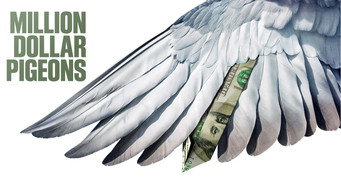#5 Million Dollar Pigeons
