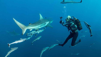 Sharkwise (2010)