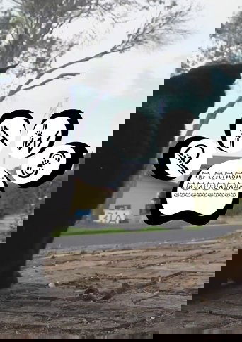 Paws (2022)