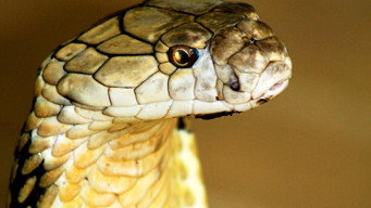 World's Deadliest Snakes (2020- )