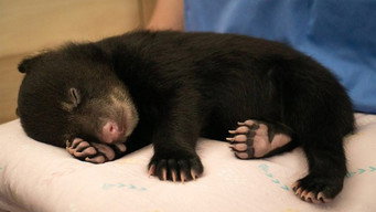 The Littlest Cub