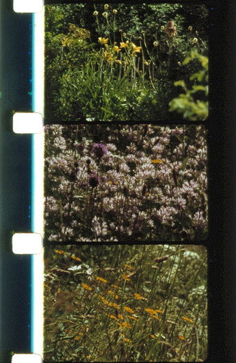 Bouquets 21-24