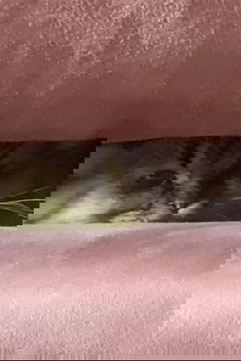 A Cat's Ascend To Claustrophobic Tranquility
